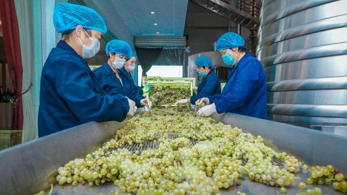 酒-国内首株干白葡萄酒本土酿酒酵母实现量产(1)